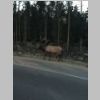 Bull Elk.jpg